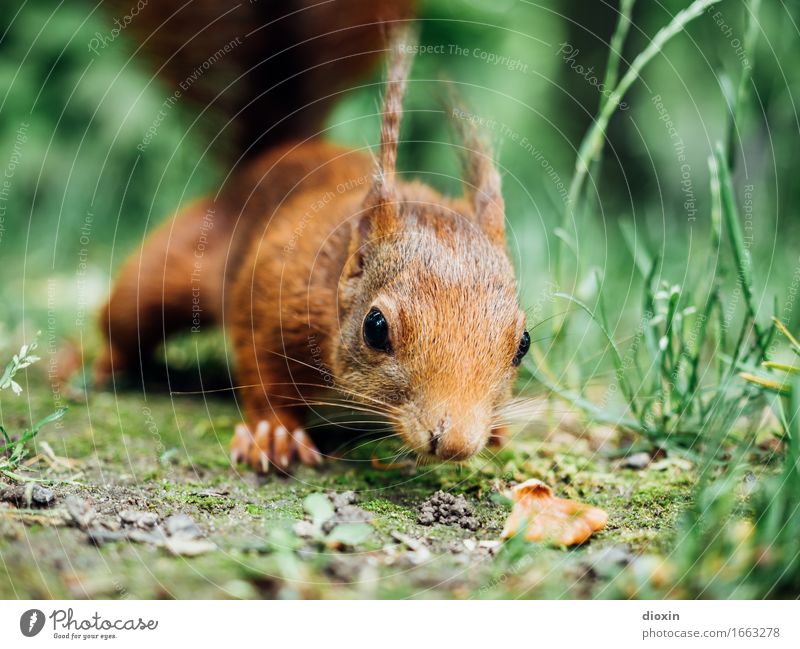 stay hungry! Gras Tier Wildtier Eichhörnchen 1 kuschlig natürlich Neugier niedlich Natur Farbfoto Außenaufnahme Nahaufnahme Menschenleer Textfreiraum rechts