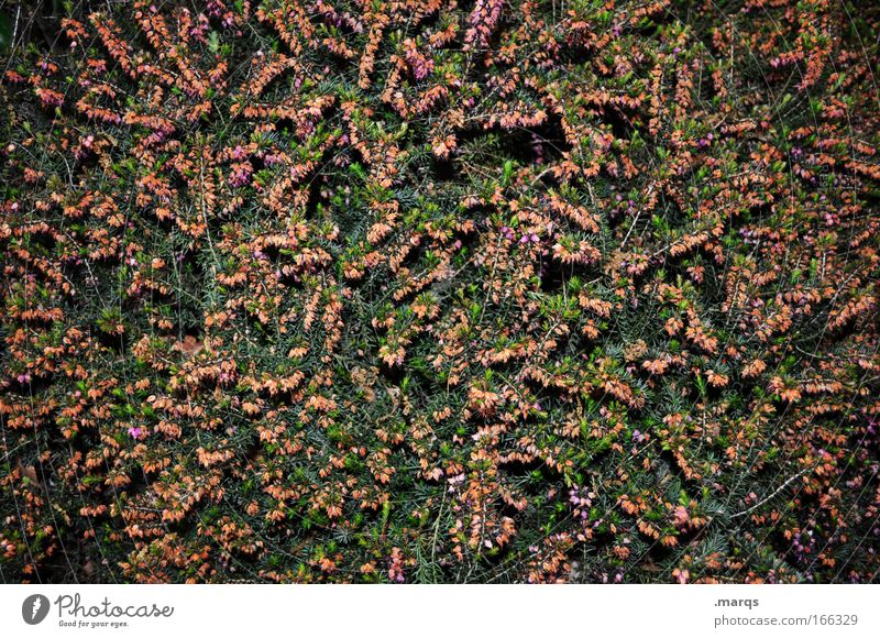 Chaos Farbfoto Außenaufnahme Experiment Strukturen & Formen Blitzlichtaufnahme Natur Pflanze Frühling Sommer Sträucher Blüte Grünpflanze Park Blühend leuchten