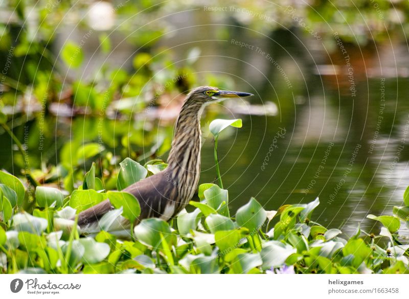 Grebe in den Backwaters Natur Tier Urwald Teich Wildtier Vogel grün Kerala Schnabel Lappentaucher Indien Sumpf tropisch Wasser Tierwelt Farbfoto Außenaufnahme