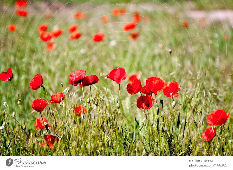 Mohnwiese Farbfoto mehrfarbig Außenaufnahme Nahaufnahme Menschenleer Morgen Schwache Tiefenschärfe Natur Pflanze Frühling Blume Gras Feld Blühend Wachstum