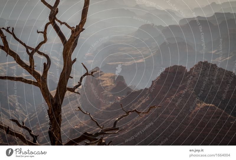 vor langer Zeit Ferien & Urlaub & Reisen Natur Landschaft Klima Klimawandel Baum Schlucht Grand Canyon Wüste braun Tod Abenteuer Verfall Vergänglichkeit