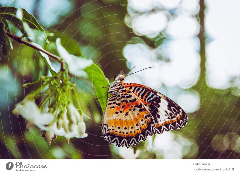 Schmetterling Natur Urwald 1 Tier sitzen Fühler Auge Rüssel Flügel orange gepunktet Farbfoto Außenaufnahme Nahaufnahme Textfreiraum oben Licht