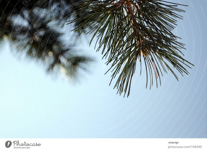 Abhängen Farbfoto Außenaufnahme Detailaufnahme Textfreiraum unten Natur Pflanze Himmel Sommer Klima Schönes Wetter Wachstum ästhetisch blau grün Nadelbaum Ast