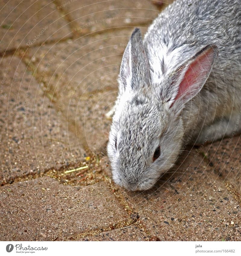 Mr. Rabbit Tier Fell Zoo Streichelzoo Hase & Kaninchen 1 Geschwindigkeit schön grau Farbfoto Außenaufnahme Menschenleer Tag Tierporträt Osterhase