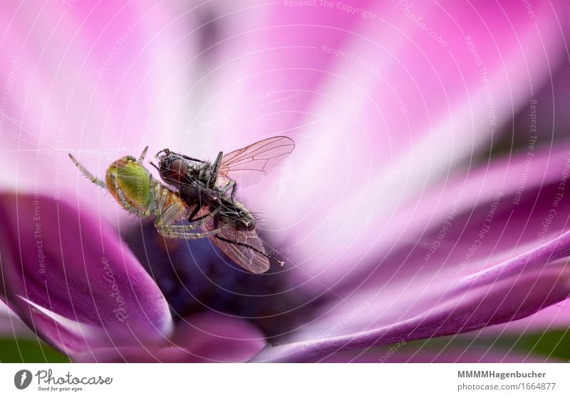 Fressen und gefressen werden Natur Blume Tier Fliege Spinne Netz klein violett rosa Appetit & Hunger Angst gefräßig Ekel Araniella cucurbitina Radnetzspinne