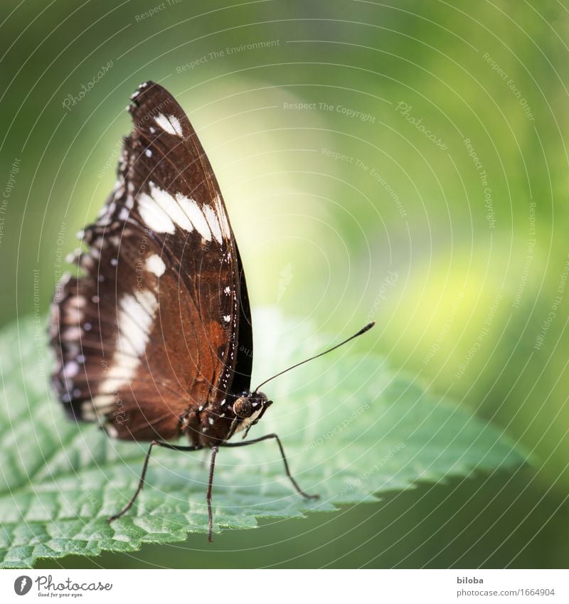 Schmetterling sitzt auf einem Blatt bei sanftem Licht Umwelt Natur Pflanze Tier Wildtier 1 braun grün weiß Farbfoto Außenaufnahme Textfreiraum rechts Tag