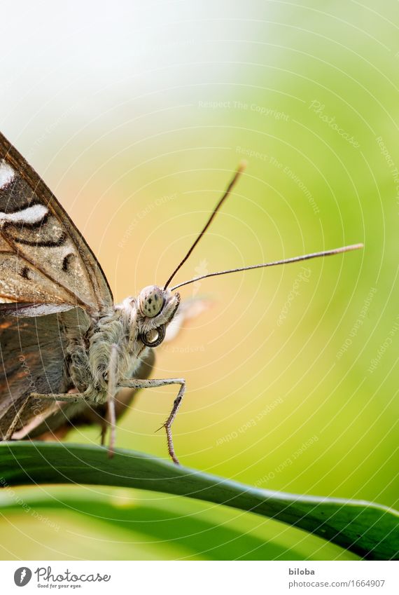 Schmetterling sitzt auf einem Blatt Pflanze Tier 1 braun grün weiß Farbfoto Außenaufnahme Textfreiraum oben Schwache Tiefenschärfe Tierporträt Halbprofil Blick