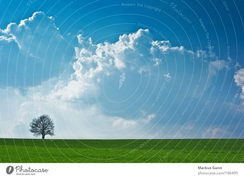 Einsamer Baum im Licht Farbfoto Außenaufnahme Menschenleer Textfreiraum Mitte Tag Kontrast Silhouette Gegenlicht Zentralperspektive Natur Landschaft Luft Himmel