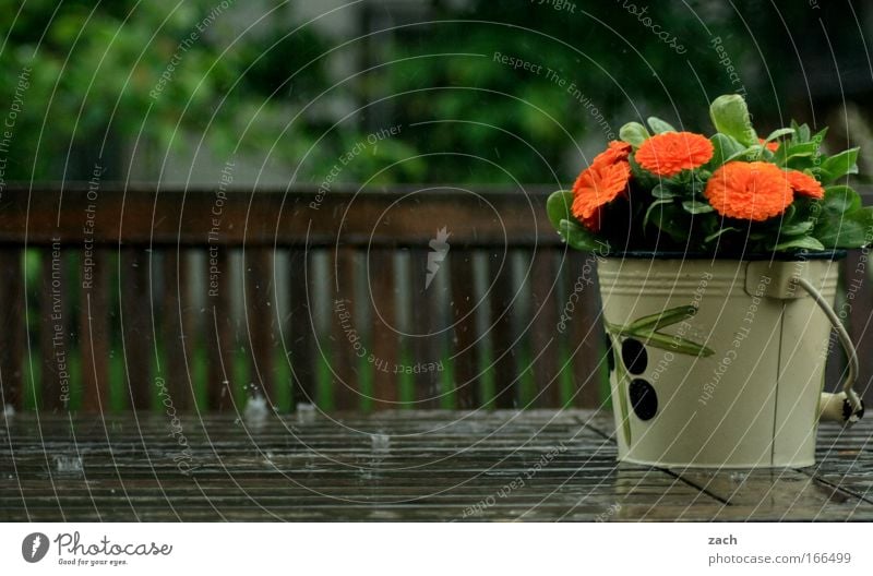 Frühlingsregen Farbfoto Außenaufnahme Menschenleer Textfreiraum unten Tag Bewegungsunschärfe Zentralperspektive Wohnung Haus Garten Dekoration & Verzierung
