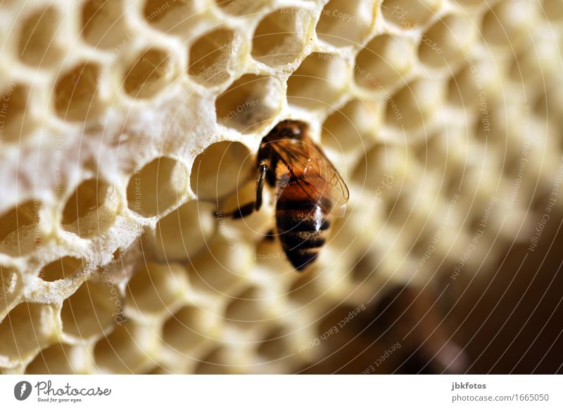 Es gibt immer etwas zu tun... Lebensmittel Ernährung Biene trendy nachhaltig Team Teamwork Tier Verkehr fliegen Bienenstock Schwarm Bienenvolk Honig