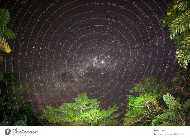Milchstraße zwischen Bäumen Umwelt Natur Himmel Nachthimmel Stern Baum Palme Urwald Horizont Ferien & Urlaub & Reisen Milchstrasse Sternenhimmel sternenklar