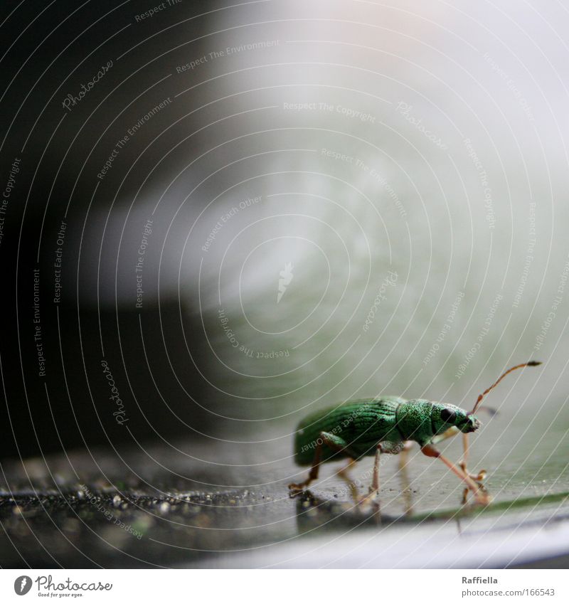 er ging fort und kam nie wieder Farbfoto Außenaufnahme Makroaufnahme Menschenleer Tierporträt Blick nach vorn Käfer gehen glänzend grün Einsamkeit Fühler Beine