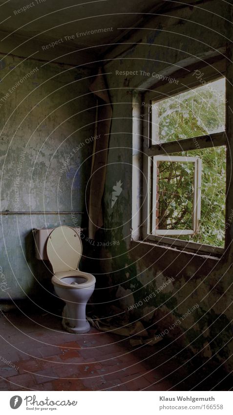 Morbide Stimmung. Ein WC-Becken steht in einem verfallenen Haus. Tapeten und Farbe lösen sich von der Wand und durch ein offenes Fenster sieht man einen Strauch