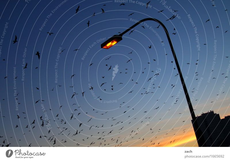 ...wie Motten das Licht Nachthimmel Sonnenaufgang Sonnenuntergang Schönes Wetter Berlin Hauptstadt Haus Laternenpfahl Lampe Tier Wildtier Vogel Flügel Möwe