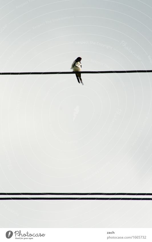 Schwalbenkönig der Parallelgesellschaft Energiewirtschaft Kabel Hochspannungsleitung Frühling Sommer Tier Vogel 1 sitzen grau Gedeckte Farben Außenaufnahme