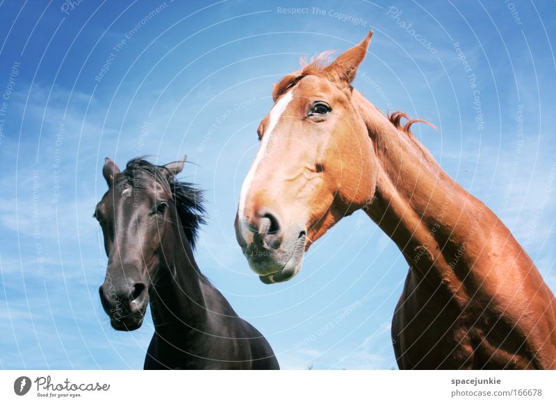 Ab und davon Farbfoto Außenaufnahme Tierporträt Blick Pferd Tiergesicht 2 Tierpaar Brunft beobachten Bewegung ästhetisch elegant rebellisch wild Glück