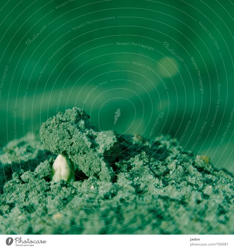 Asaparagus II. Der Durchbruch. Farbfoto Außenaufnahme Menschenleer Textfreiraum oben Gemüse Bioprodukte Natur Wachstum Spargel Spargelkopf Spargelspitze