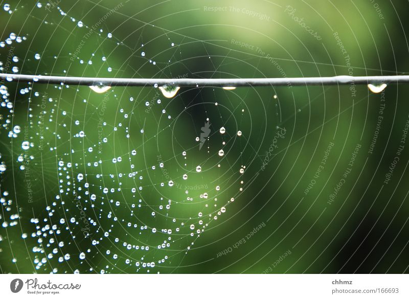 nasses Netz Farbfoto Außenaufnahme Menschenleer Tag Unschärfe Totale Spinnennetz Metall Wasser Natur Netzwerk Wassertropfen Draht Zaun gespannt gewoben Weben