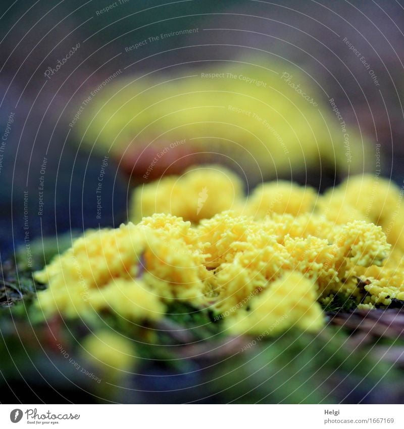 Gelbe Lohblüte Umwelt Natur Sommer Pilz Baumstamm Wald Wachstum außergewöhnlich einzigartig klein natürlich braun gelb Leben Schleimpilz Hexenbutter schleimig