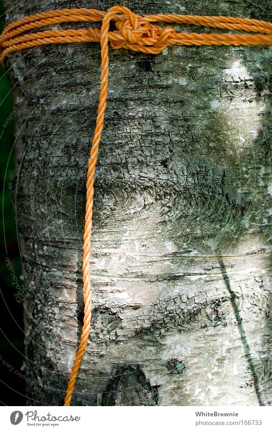 Baum an der Leine Farbfoto Außenaufnahme Tag Schatten Starke Tiefenschärfe Zentralperspektive Schleife Holz schön ästhetisch Natur