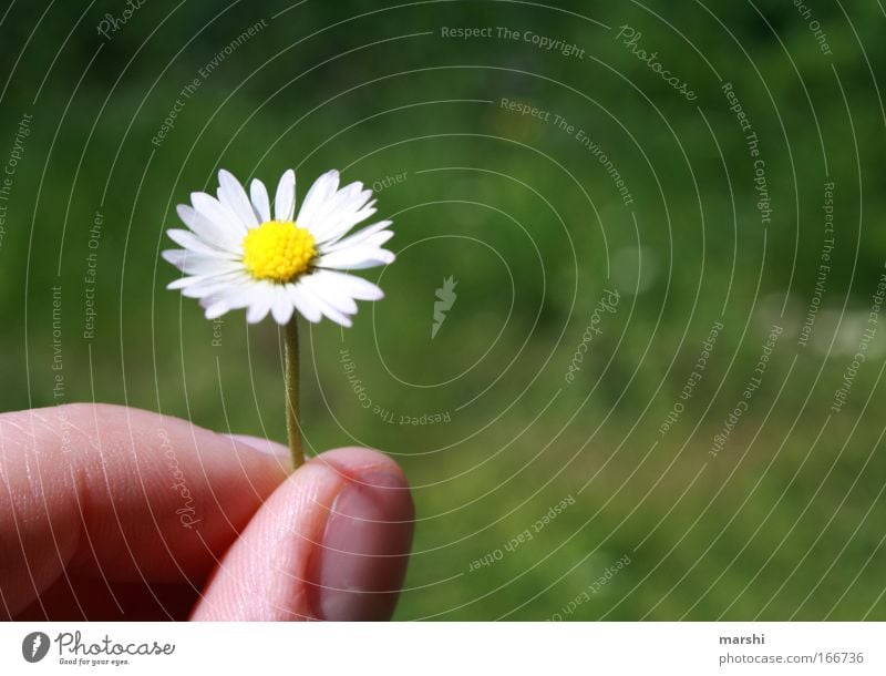 Ein Blümchen für Dich Farbfoto Außenaufnahme Schwache Tiefenschärfe Freizeit & Hobby Finger Natur Pflanze Blume Gras Wiese Duft schön Gefühle Freude Glück