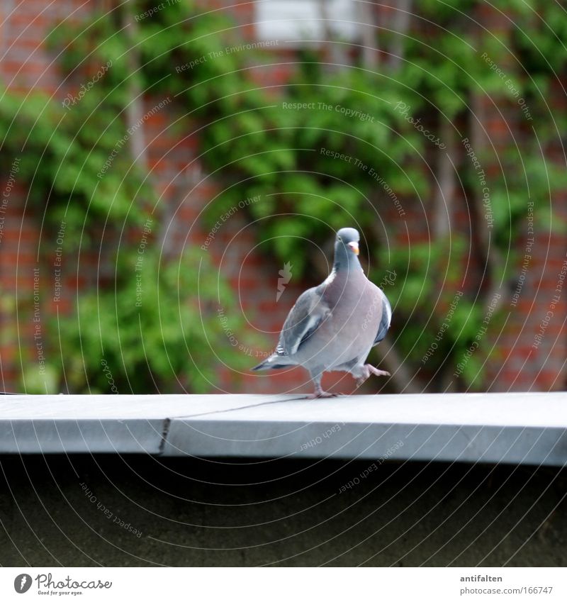 Die Taube auf dem heißen Blechdach Natur Frühling Efeu Fassade Terrasse Dach Tier Flügel Krallen 1 Backstein gehen blau grau grün rot Stolz Farbfoto