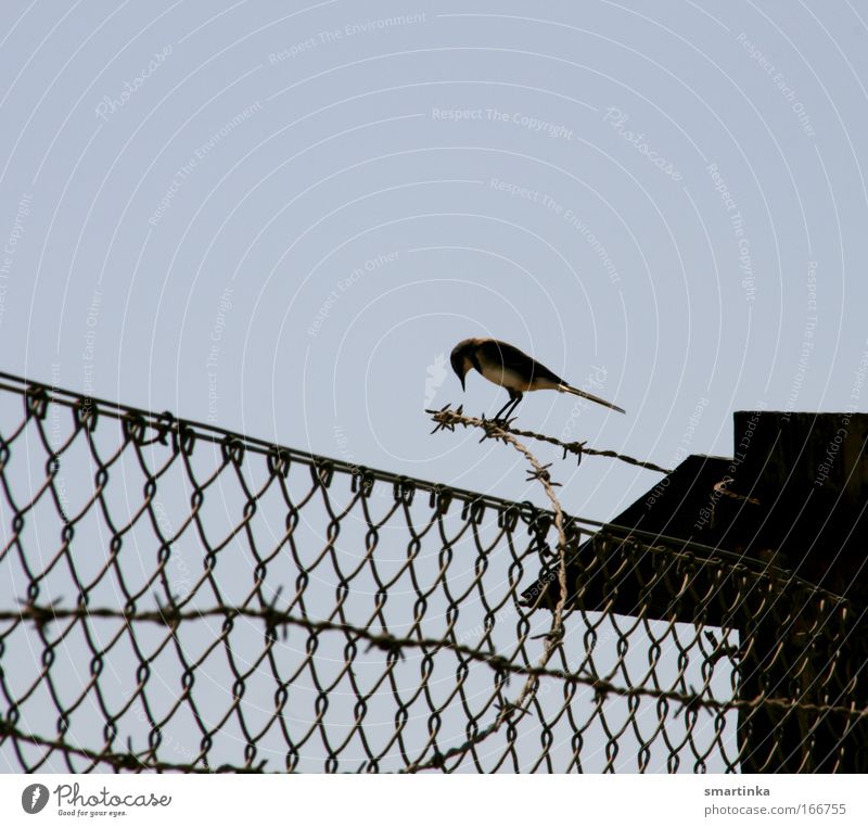 Vogelfrei Farbfoto Außenaufnahme Textfreiraum oben Hintergrund neutral Dämmerung Kontrast Silhouette Gegenlicht Zentralperspektive Tierporträt Himmel