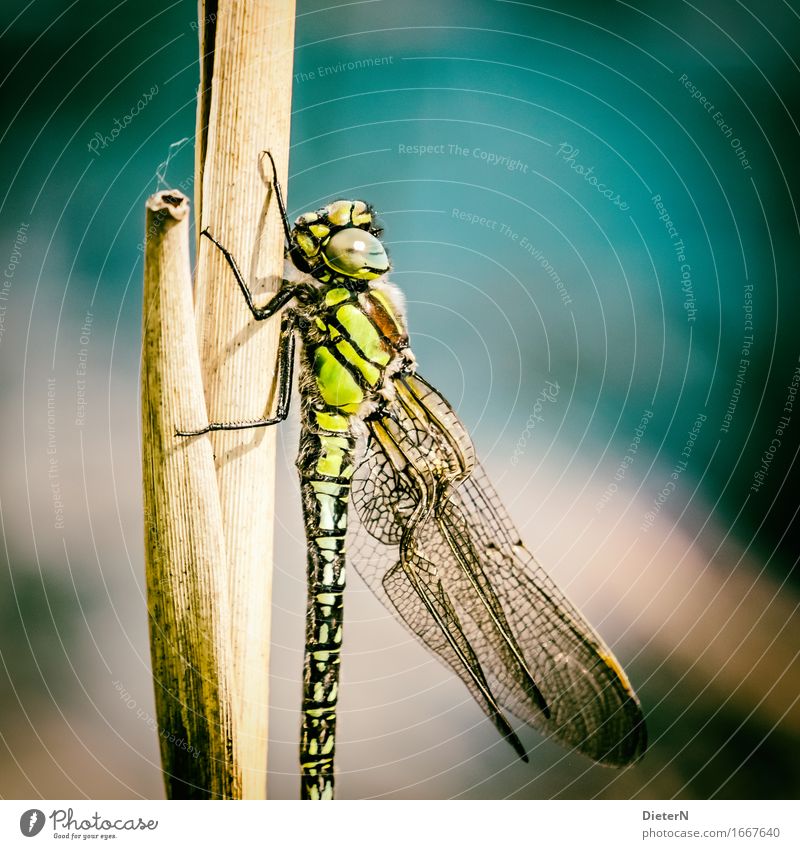 Im Licht Tier Wildtier Flügel 1 mehrfarbig gelb gold grün Libelle Libellenflügel Farbfoto Außenaufnahme Detailaufnahme Makroaufnahme Menschenleer