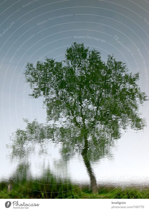 Stilles Wasser Farbfoto Gedeckte Farben Außenaufnahme Menschenleer Textfreiraum oben Hintergrund neutral Tag Reflexion & Spiegelung Natur Pflanze Sommer Baum