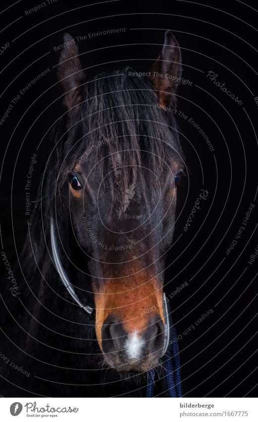 Pferd im Fotoatelier Lifestyle Kunst Natur Tier Gefühle Farbfoto Studioaufnahme Porträt Blick in die Kamera