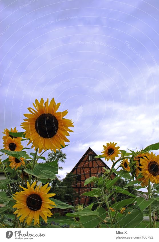 Hallo Sommer Sonne und Sonnenblumen Farbfoto mehrfarbig Menschenleer Textfreiraum oben Garten Pflanze Schönes Wetter Blume Blüte Park Wiese Hütte