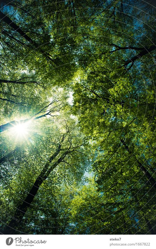 Sonnenschutz Sommer Schönes Wetter Baum Wald träumen groß hell hoch blau grün Energie Blätterdach Schutz Schatten Buchenwald Laubwald Zwinkern himmelwärts