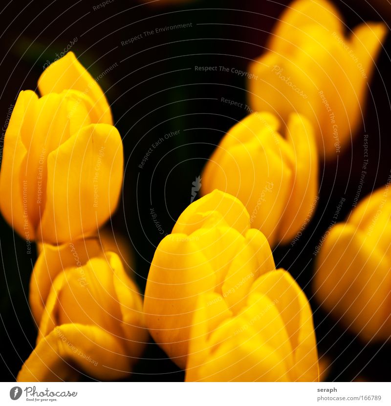 Tulpen tulips stamen stamp Blühend Blüte florescence Blume Naturwuchs plant flora geblümt Botanik pflanzlich leaf orange-yellow petals soft garden frisch