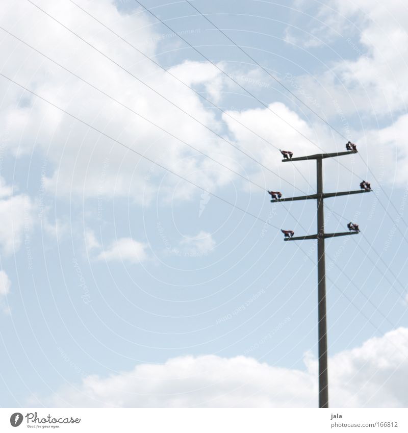 Ober-Leitung Farbfoto Außenaufnahme Menschenleer Tag Technik & Technologie Telekommunikation Energiewirtschaft Himmel Wolken blau Elektrizität
