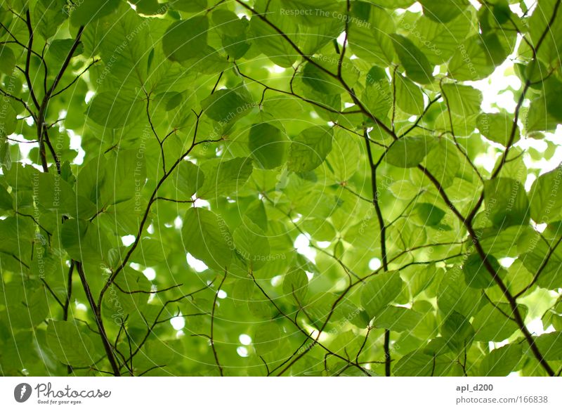 Blattsalat Farbfoto Außenaufnahme Menschenleer wandern Natur Himmel Frühling Wildpflanze ästhetisch frisch nachhaltig schön Wärme braun grün schwarz Tag
