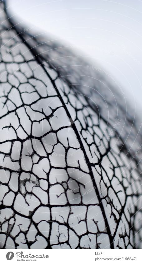 skelett Textfreiraum oben Silhouette Schwache Tiefenschärfe Pflanze schwarz weiß Netzwerk Strukturen & Formen Vernetzung abstrakt Tod zerbrechlich adern sauber