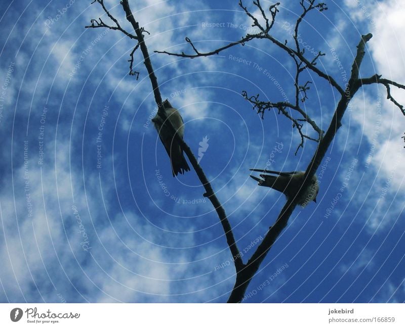 Schwalbenbäuche Natur Luft Himmel Wolken Schönes Wetter Baum Vogel Feder Schwanz Schnabel 2 Tier Holz frei Zusammensein hoch oben blau weiß Einigkeit