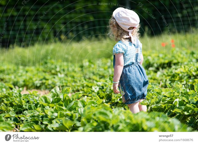 Im Erdbeerfeld Mensch Kind Kleinkind Mädchen 1 1-3 Jahre Sommer Nutzpflanze Erdbeeren Feld Stadt blau grün rosa schwarz stehen Suche Farbfoto mehrfarbig