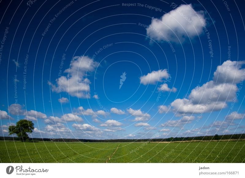 Zeit die nie vergeht. Farbfoto Außenaufnahme Textfreiraum rechts Textfreiraum oben Tag Landschaft Pflanze Himmel Wolken Frühling Feld blau Ordnungsliebe