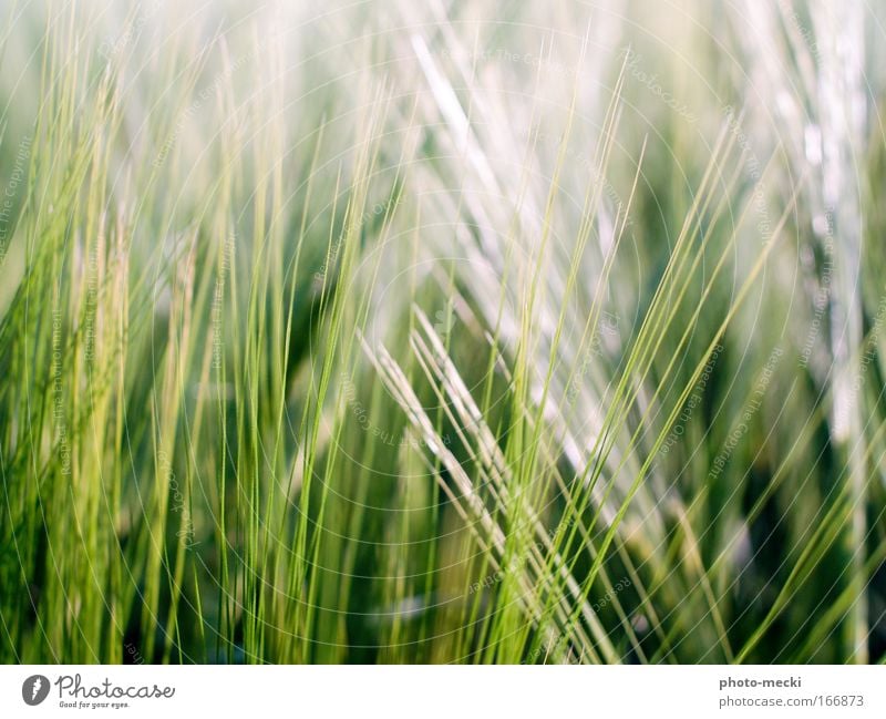grünes gras Natur Frühling Pflanze Gras Wiese frisch weiß Farbfoto Außenaufnahme Detailaufnahme Kontrast Unschärfe Schwache Tiefenschärfe Halm Tag