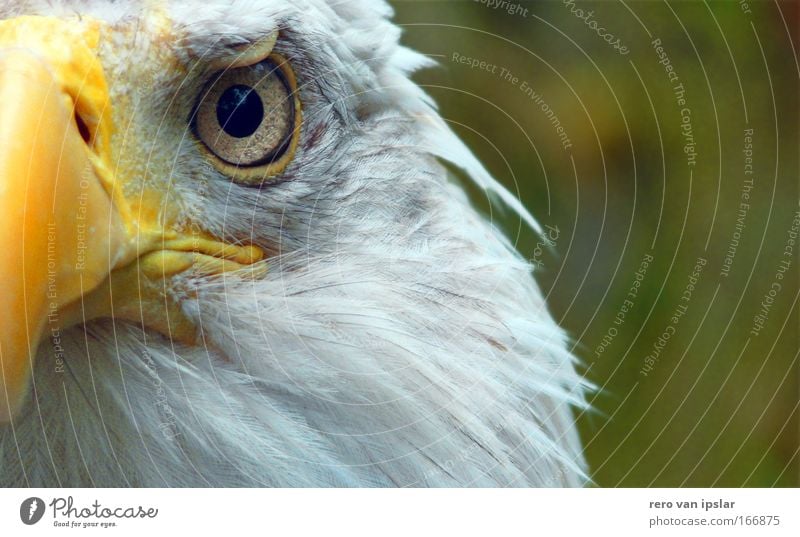 sam Farbfoto Außenaufnahme Tag Tierporträt Blick in die Kamera Vogel Adleraugen 1 glänzend bedrohlich Wachsamkeit Selbstständigkeit Überwachung