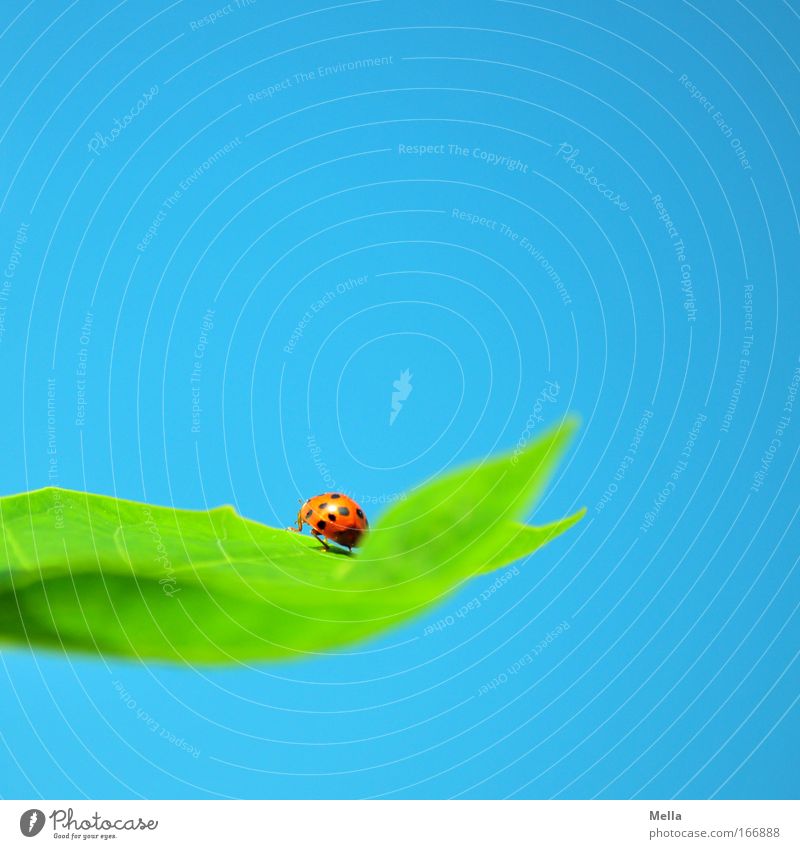 Viel Glück! Umwelt Natur Wolkenloser Himmel Pflanze Blatt Tier Käfer Marienkäfer 1 sitzen natürlich blau grün Glücksbringer gepunktet Farbfoto mehrfarbig