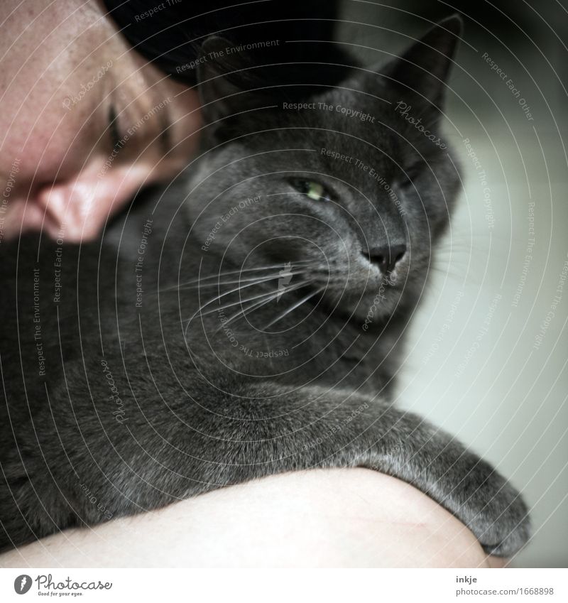 mein Mensch und ich Lifestyle Freizeit & Hobby Gesicht 1 Tier Haustier Katze Tiergesicht kuschlig Gefühle Stimmung Vertrauen Geborgenheit Einigkeit Sympathie