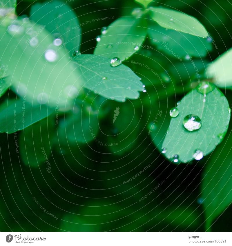 °°100°° Regenperlchen Umwelt Natur Landschaft Pflanze Wasser Frühling Wetter Sträucher Blatt Grünpflanze Tropfen nass grün silber Wachstum Zacken frisch