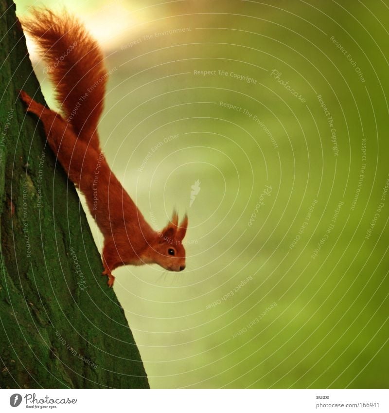 Hals über Kopf Umwelt Natur Pflanze Tier Sommer Baum Wiese Wildtier Eichhörnchen 1 hängen authentisch lustig niedlich grün rot Tierliebe Neugier Interesse