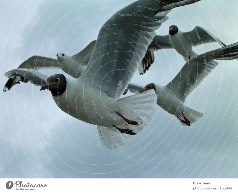 Freiflug Farbfoto Außenaufnahme Menschenleer Tag Zentralperspektive Tierporträt Blick nach vorn Natur Luft Himmel Herbst Sturm Wildtier Vogel Tiergesicht Flügel