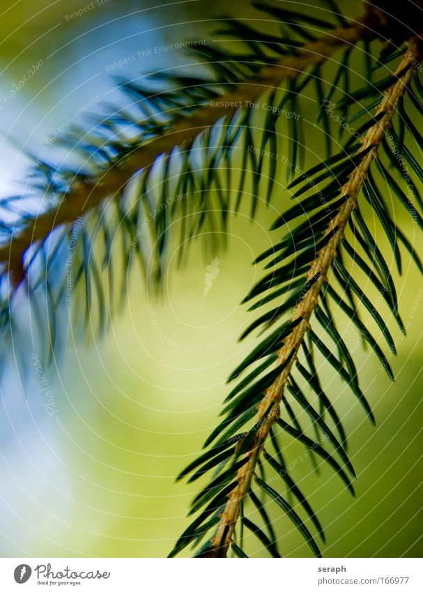 Tannenzweig firs fir verzweigt Ast Kiefer needles Konifere Baum Detailaufnahme advent festival geblümt flora chlorophyll plant pflanzlich filigree