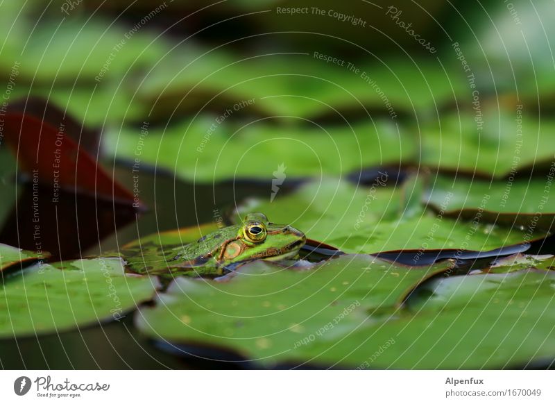FroschAugen in einem Teich stockbild. Bild von gekommen - 160787609