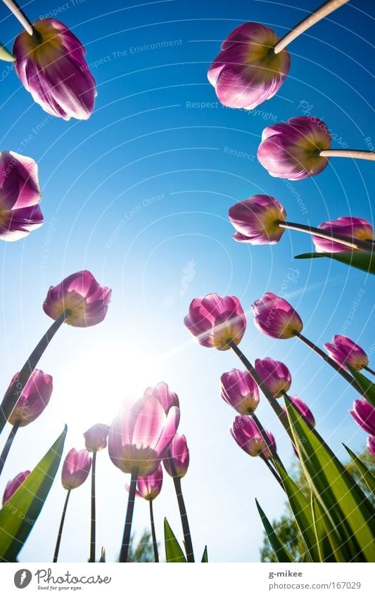 Tulpen Tulpen Tulpen Natur Pflanze Himmel Wolkenloser Himmel Frühling Garten Park frei Unendlichkeit hell natürlich schön blau grün violett Fröhlichkeit
