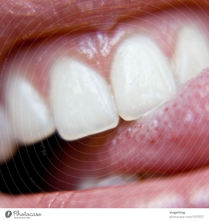 zähnchen Farbfoto Innenaufnahme Makroaufnahme Experiment feminin Mund Lippen Zähne berühren glänzend nass rosa rot weiß Freude Zufriedenheit Zunge